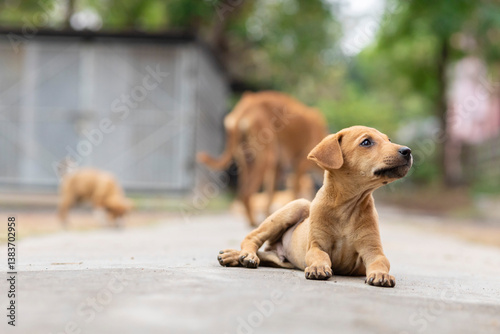 Sticker Indian street dogs