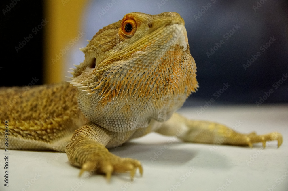 Obraz premium Bearded dragon on a table 
