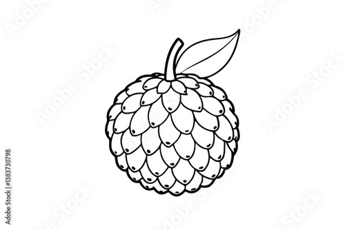 vector illustration of a lychee fruit