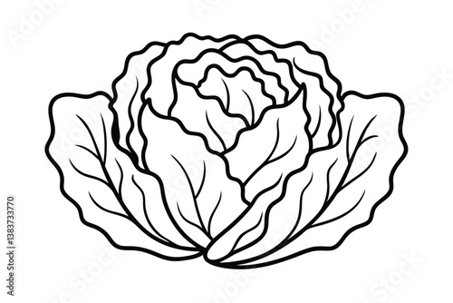 cabbage isolated on white background