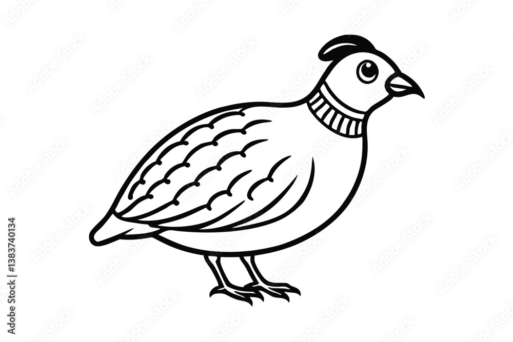 Obraz premium quail isolated on white background