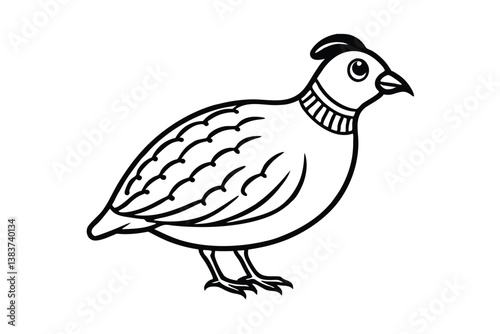 quail isolated on white background