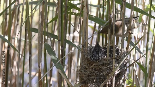 A reed warbler (Acrocephalus scirpaceus) feeds a common cuckoo (Cuculus canorus) chick in a reed bed.