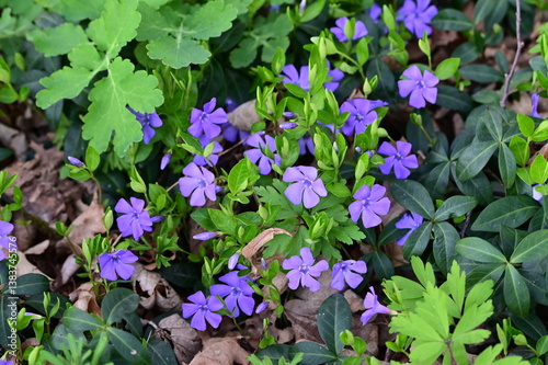 A close-up of vibrant periwinkle flowers (Vinca minor) blooming in a natural forest setting. The delicate purple-blue petals contrast with the lush green foliage, creating a beautiful springtime scene