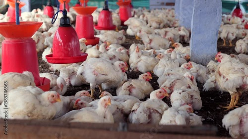 Chickens gathered around feeders in a poultry farm setting