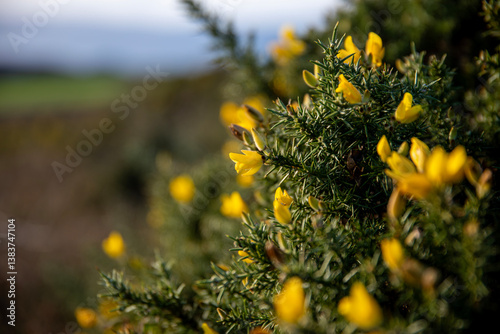 Flowering gorse bushes along a hiking trail in the UK.