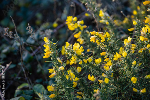 Flowering gorse bushes along a hiking trail in the UK.
