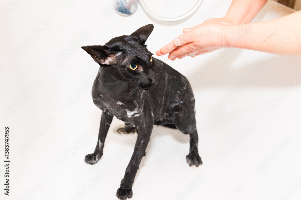 Black oriental cat taking bath in bathroom. Wet black cat in bathtub