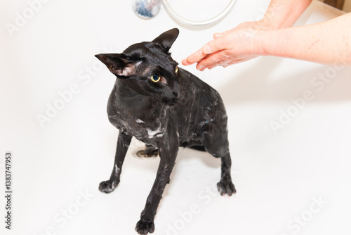 Obraz na płótnie Black oriental cat taking bath in bathroom. Wet black cat in bathtub w salonie