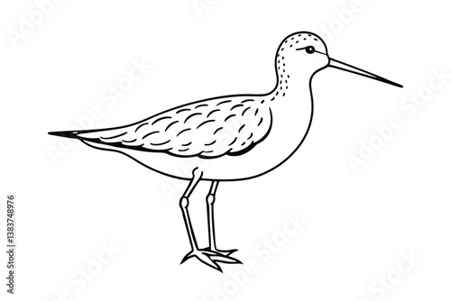 vector illustration of a bird
