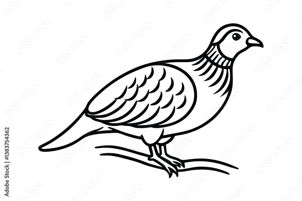 Fototapeta premium partridge-bird