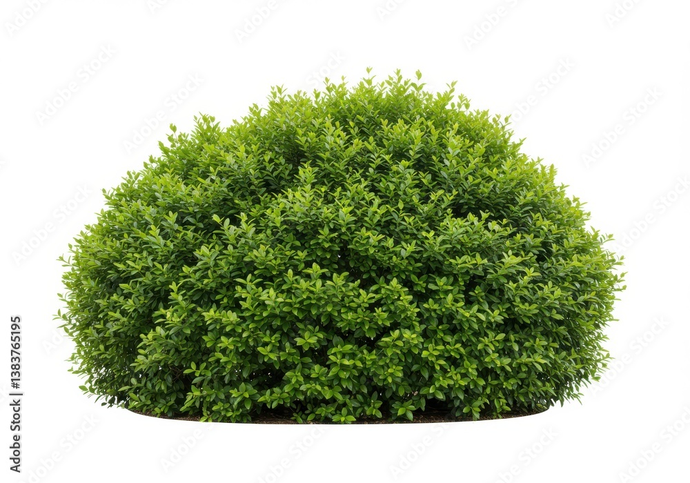 Fototapeta premium Lush green bush dense foliage