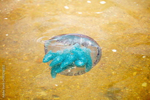 Deep sea jellyfish swimming in the ocean. Beautiful underwater world. Danger of burns from jellyfish on sea coasts. photo