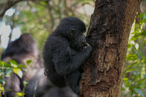 Uganda Mountain Gorilla 