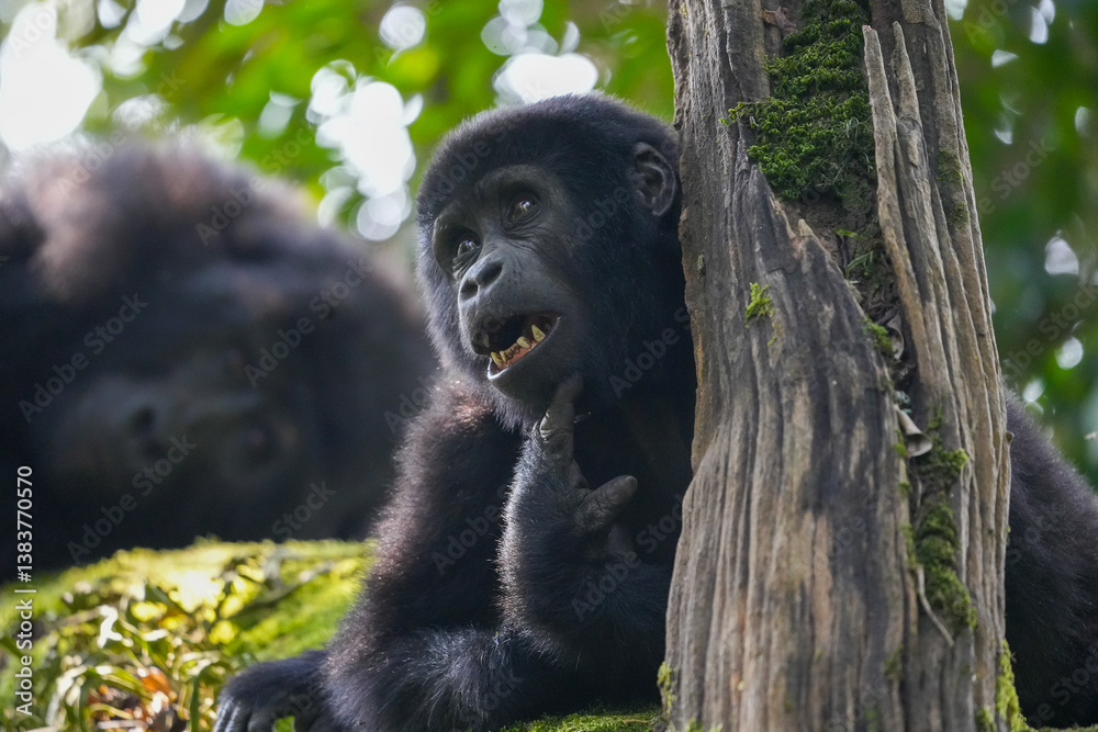 Obraz premium Uganda Mountain Gorilla 