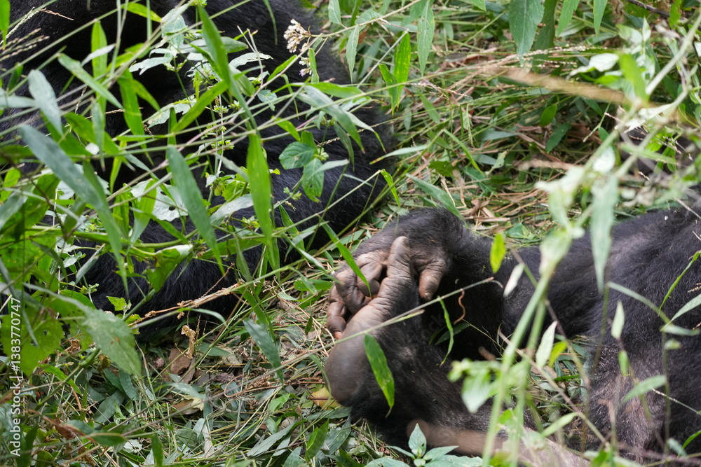 Obraz premium Uganda Mountain Gorilla 