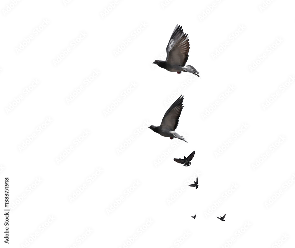 flying birds formation of pigeons many isolated for backgound