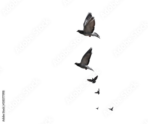 Obraz na płótnie flying birds formation of pigeons many isolated for backgound w salonie