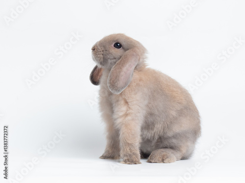 Grey cute holland lop rabbit standing isolated on white background. Lovely action of holland lop rabbit.