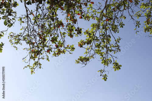 tree branches against blue sky