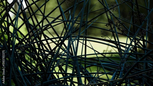Dark reeds in abstract formation.