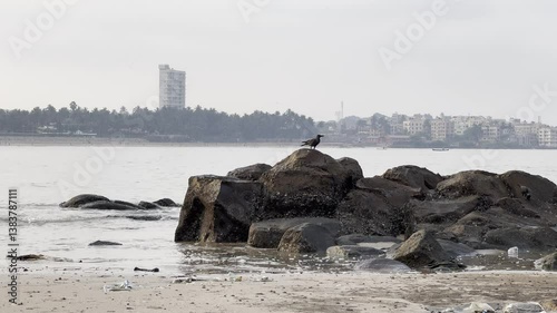 seagulls on the Madh beach