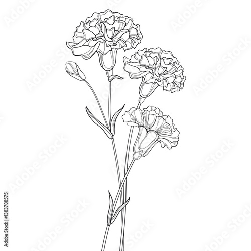 Bouquet with outline Carnation or Clove flowers in black isolated on white background. 