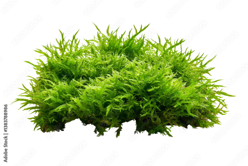 Fototapeta premium A cluster of vibrant moss with soft, fuzzy texture, isolated on a transparent background, PNG file.