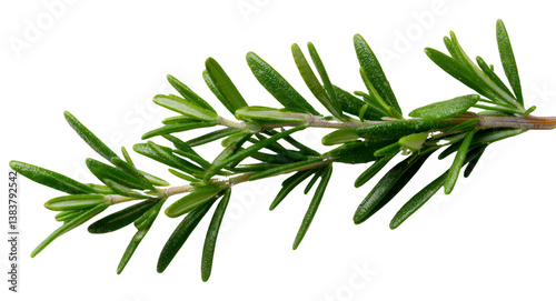 Wallpaper Mural A sprig of wild rosemary with delicate green leaves, isolated on a transparent background, PNG file. Torontodigital.ca