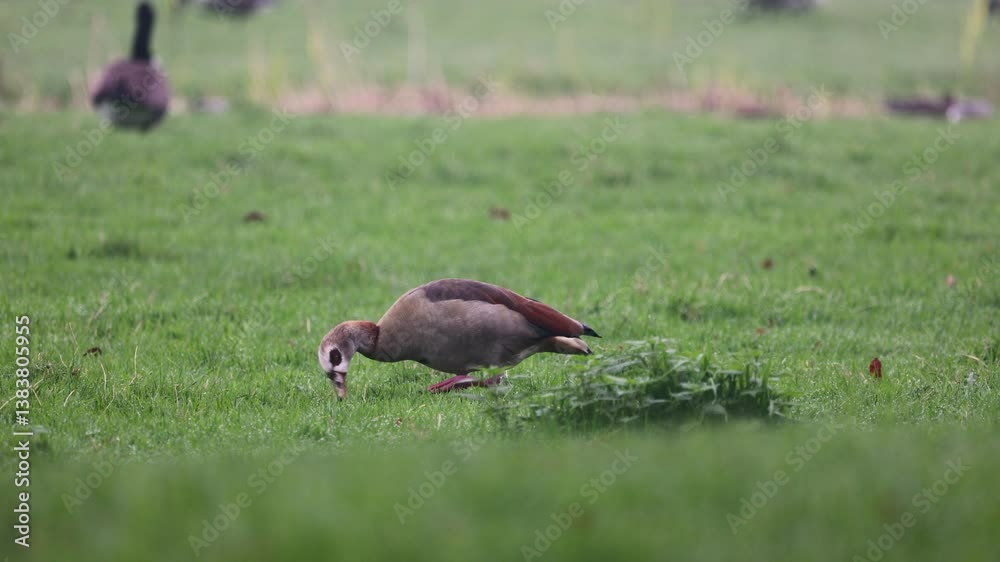 A lone Egyptian goose grazes on a lush green field, pecking at the grass. The peaceful environment is filled with soft natural light, while other birds roam in the blurred background. A lone Egyptian goose grazes on a lush green field, pecking at the grass. The peaceful environment is filled with soft natural light, while other birds roam in the blurred background.