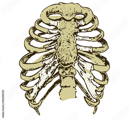 Chest Bones