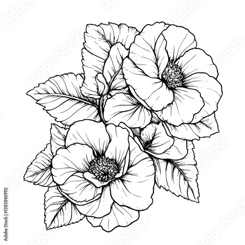 Begonia coloring book vector design, Begonia vector image