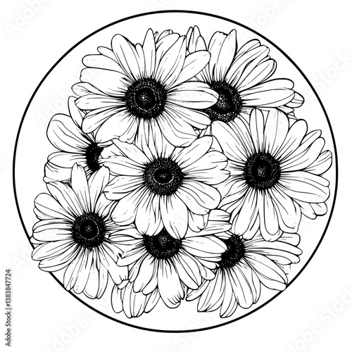Daisy coloring book vector design, Daisy vector image