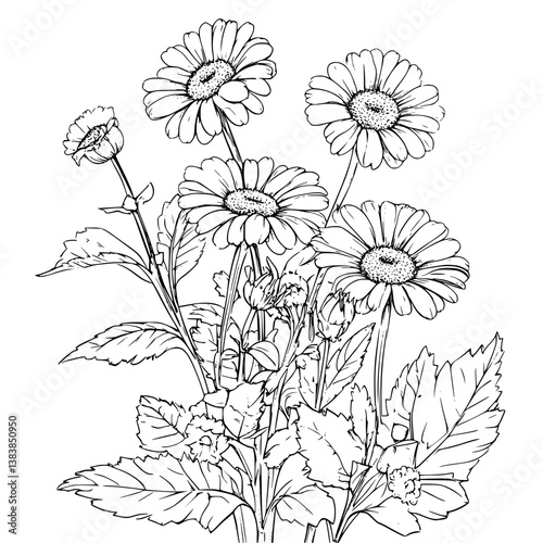 Daisy coloring book vector design, Daisy vector illustration
