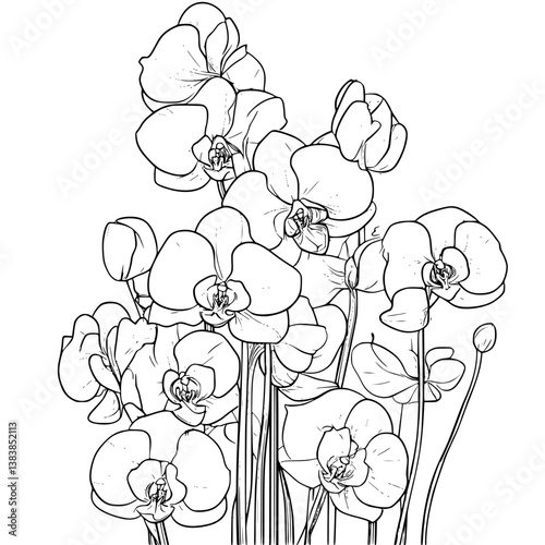 Orchid coloring book vector design, Orchid vector illustration