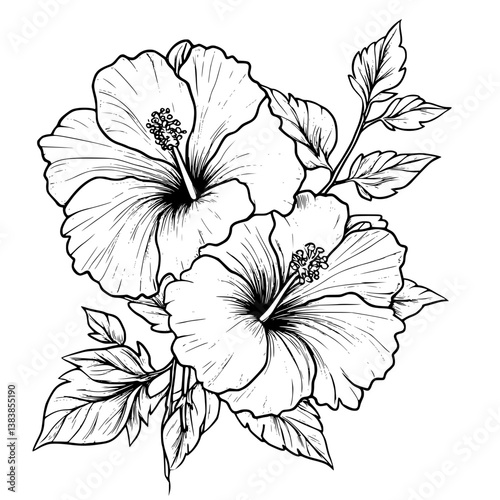 Hibiscus coloring book vector design, Hibiscus illustration art