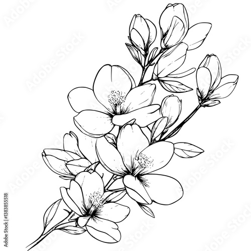 Magnolia coloring book vector design, Magnolia illustration art