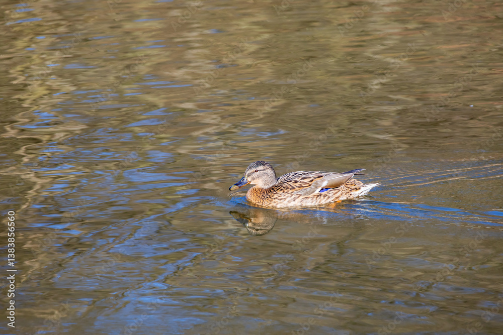 Male and female ducks swim in the water on a pond in the setting sun Male and female ducks swim in the water on a pond in the setting sun