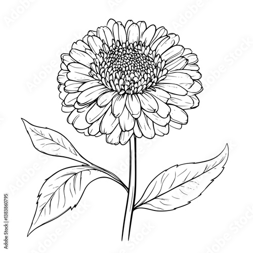 Aster coloring book vector design, Aster vector graphic