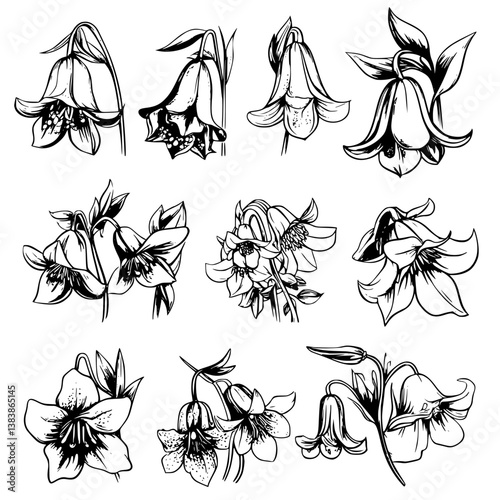 Collection of Bluebells coloring book vector designs, Bluebells vector image