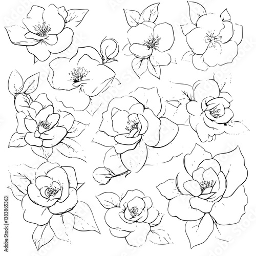 Wallpaper Mural Collection of Gardenias coloring book vector designs, Gardenias vector image Torontodigital.ca