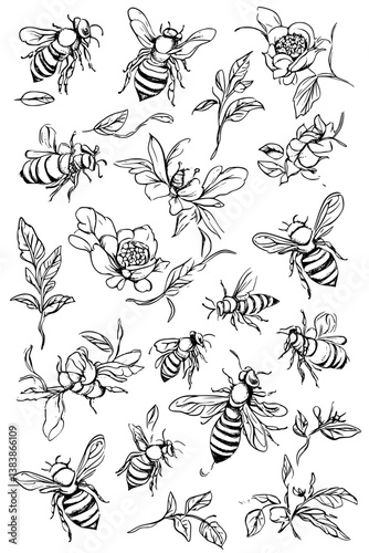 Collection of Bees coloring book vectors, Bees vector image