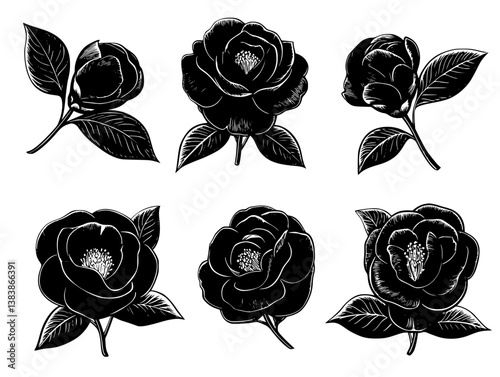 Collection of Camellias mandala vector design, Camellias vector image