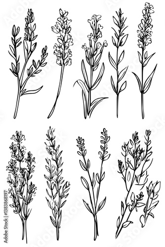 Collection of Lavenders coloring book vectors, Lavenders vector image