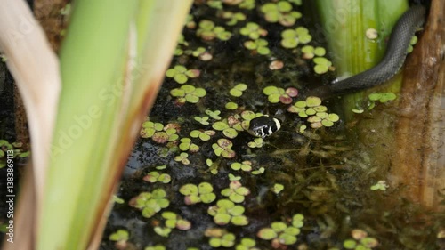 Aquatic ecosystem with reptile among floating plants.