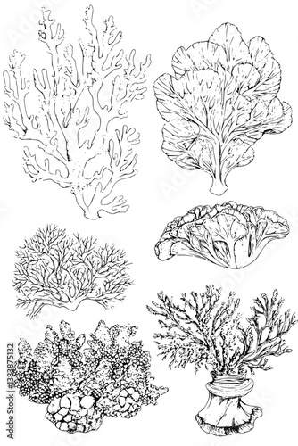 Collection of Corals coloring book vector designs, Corals vector illustration