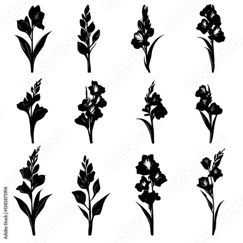 Collection of Gladioli vector designs, Gladioli vector illustration