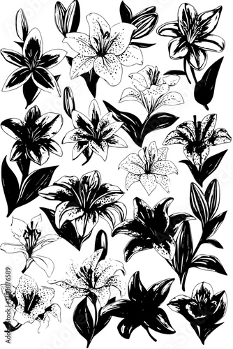 Collection of Lilies coloring book vectors, Lilies vector illustration