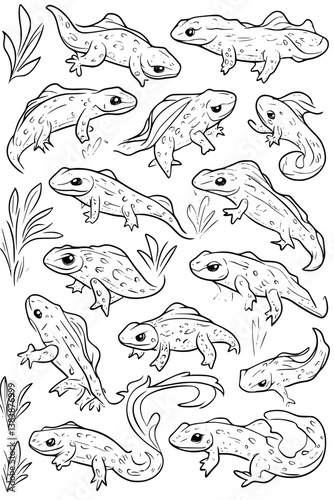 Wallpaper Mural Collection of Newts coloring book vectors, Newts vector illustration Torontodigital.ca