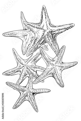 Collection of Starfish coloring book vector designs, Starfish vector illustration